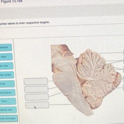 Art labeling activity figure 12.5c