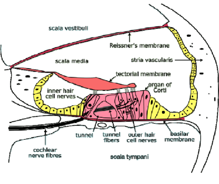 Cross section of cochlea labeled