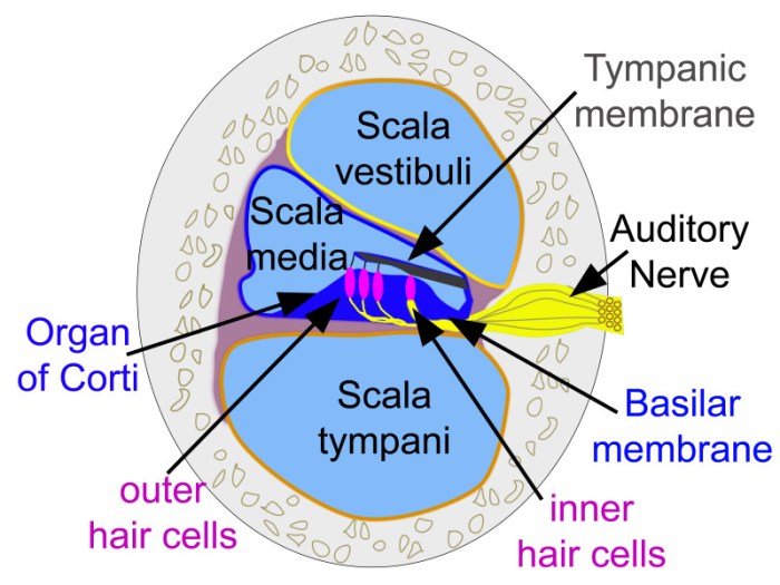 Cross section of cochlea labeled