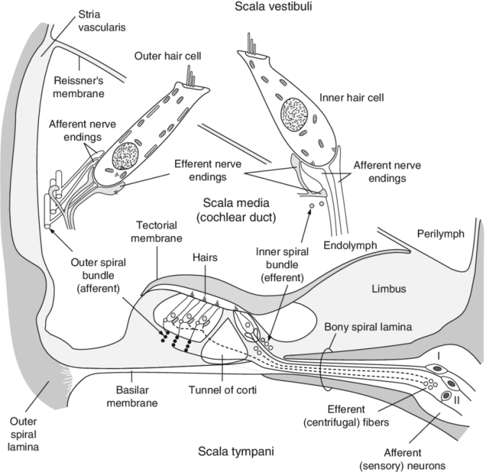 Cross section of cochlea labeled