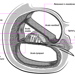 Cross section of cochlea labeled