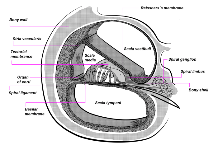 Cross section of cochlea labeled