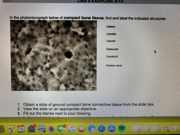 Micrographs formed newly histological