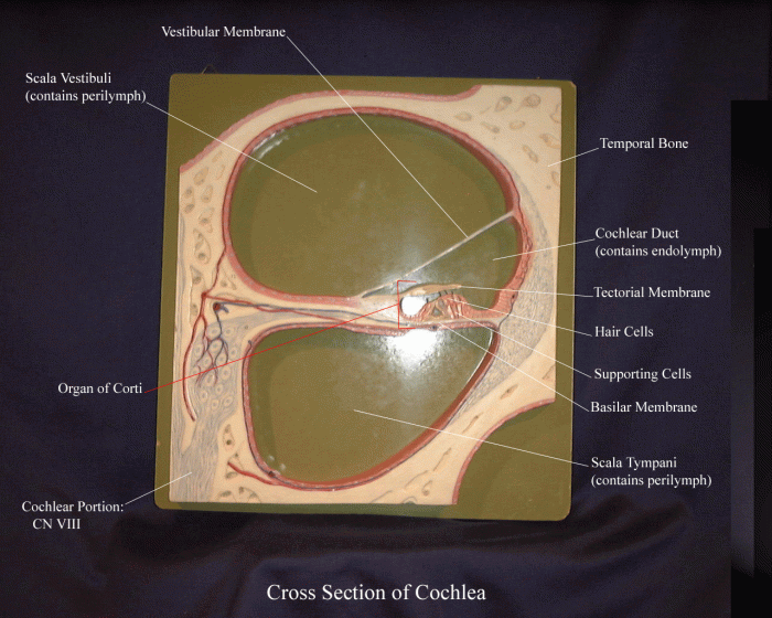 Cross section of cochlea labeled