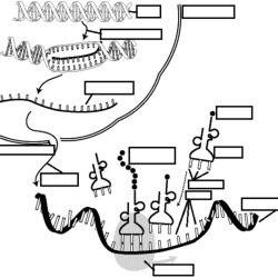 Synthesis rna excel gizmo transcription