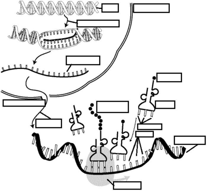 Synthesis rna excel gizmo transcription