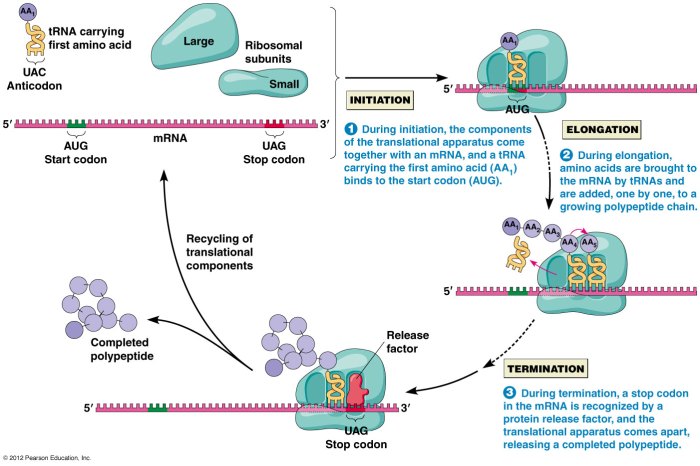 Protein synthesis transcription and translation answer key